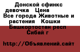 Донской сфинкс девочка › Цена ­ 15 000 - Все города Животные и растения » Кошки   . Башкортостан респ.,Сибай г.